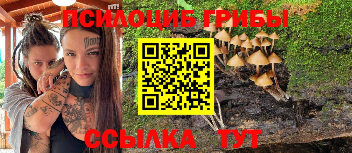 Большой Камень  Псилоцибиновые грибы Psilocybine cubensis  Вход с VPN 